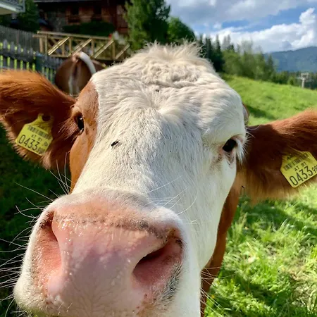 Almlodge Apartmán *